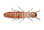 Image of Dry Wood Termites (Cryptotermes spp.) | Rentokil China
