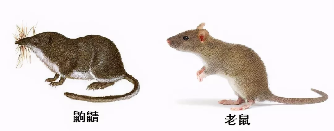 長的像老鼠的“小耗子”到底是什么？還會用毒