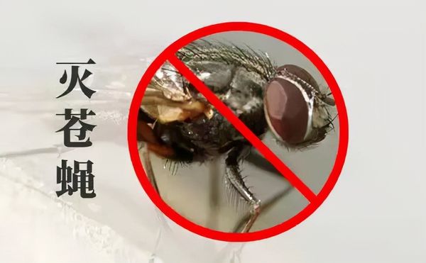 小區(qū)滅四害，有哪些潛在因素？