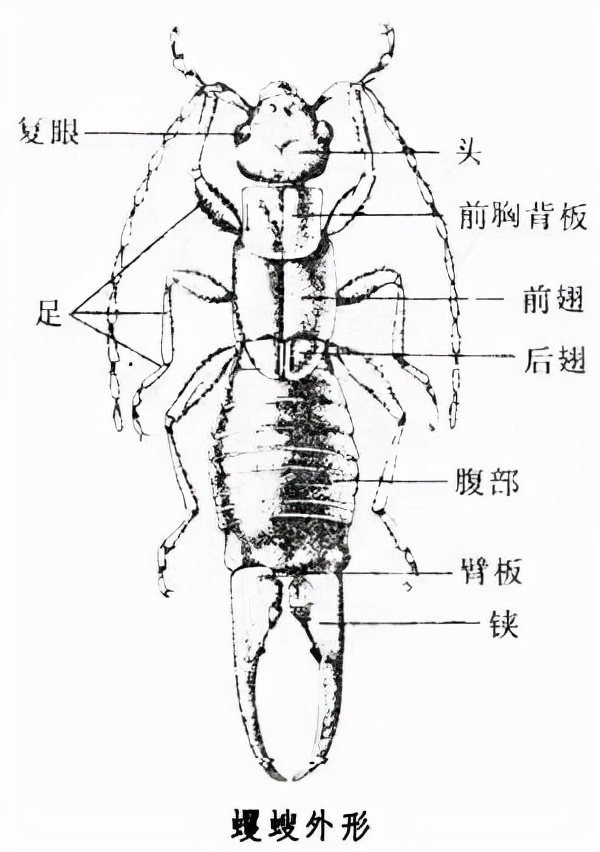 衛生間“耳蟲”是從哪來的？怎么將它們徹底消滅？